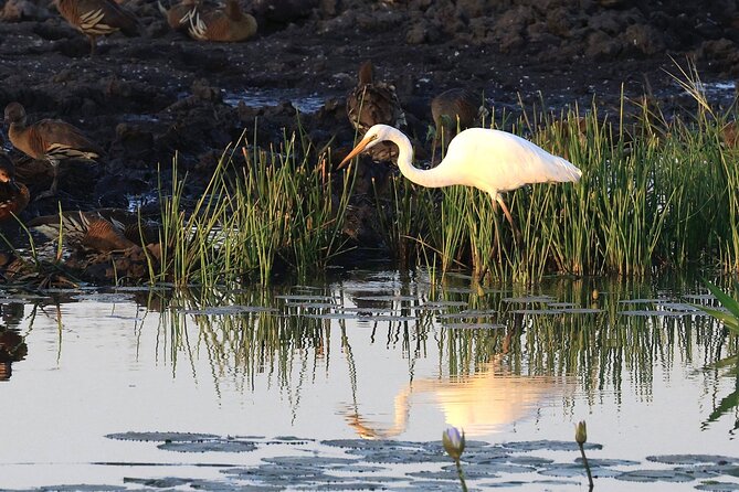 Litchfield National Park Tour with Wetlands or Crocodile Cruise - Buley Rockhole or Wangi Falls for a cooling break
