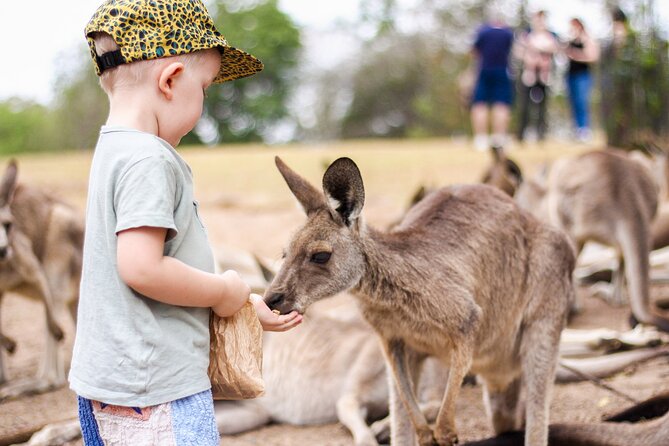 Lone Pine Koala Sanctuary Day Pass - Hand-feeding kangaroos in the reserve