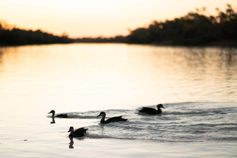 Longreach: Drover's Sunset Cruise & Outback Dinner & Show - A Longreach evening built around the Thomson River