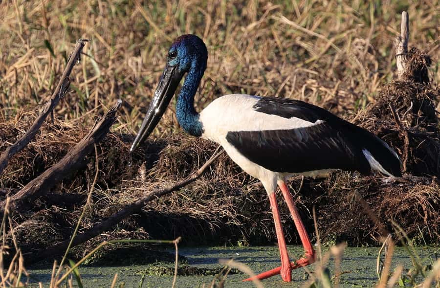 LookAbout Darwin Wetlands Wildlife Premium Tour Max 6 Guests - Practical details that make the day easier