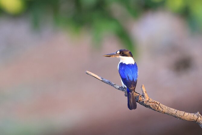 LookAbout Darwin Wetlands Wildlife Premium Tour Max 6 Guests - Why Fogg Dam makes a strong Darwin day trip