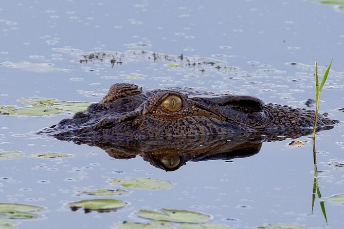 LookAbout Darwin Wetlands Wildlife Premium Tour Max 6 Guests - What the 2.5 hours at Fogg Dam feels like