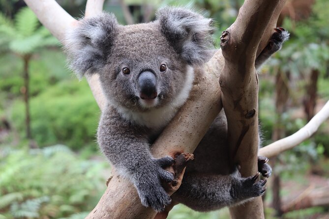 Luxury Hunter Valley Wildlife & Wine Tasting Tour from Sydney - Fat Cow Hunter Valley for cheese and chocolate