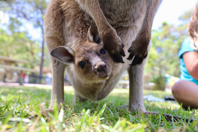 Luxury Hunter Valley Wildlife & Wine Tasting Tour from Sydney - Lunch at Oaks Cypress Lakes Resort