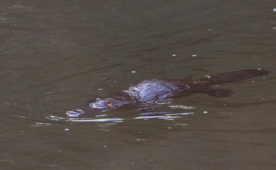 Mackay: Finch Hatton Gorge Hike, Swim & Platypus Adventure - Lunch in Finch Hatton