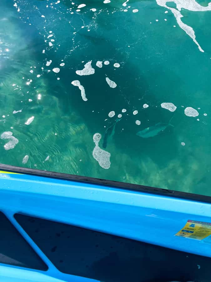 Magnetic Island: 5 Beach Bay Jet Ski Tour - How much value does $176 offer?