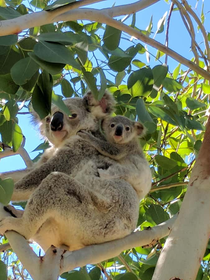 Magnetic Island: Behind the Scenes Tour - The private conservation stop and koala work