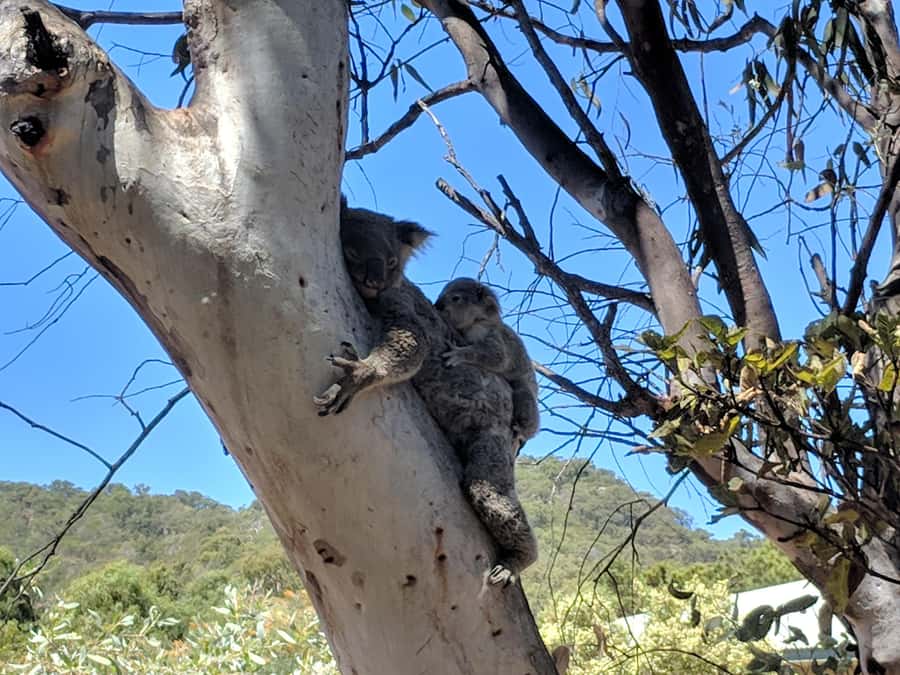 Magnetic Island: Guided Bus Tour with Morning Tea - Aquasearch explains the marine world