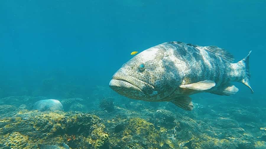 Magnetic Island: Snorkel Discovery Tour - A half-day on Magnetic Island’s outer coast