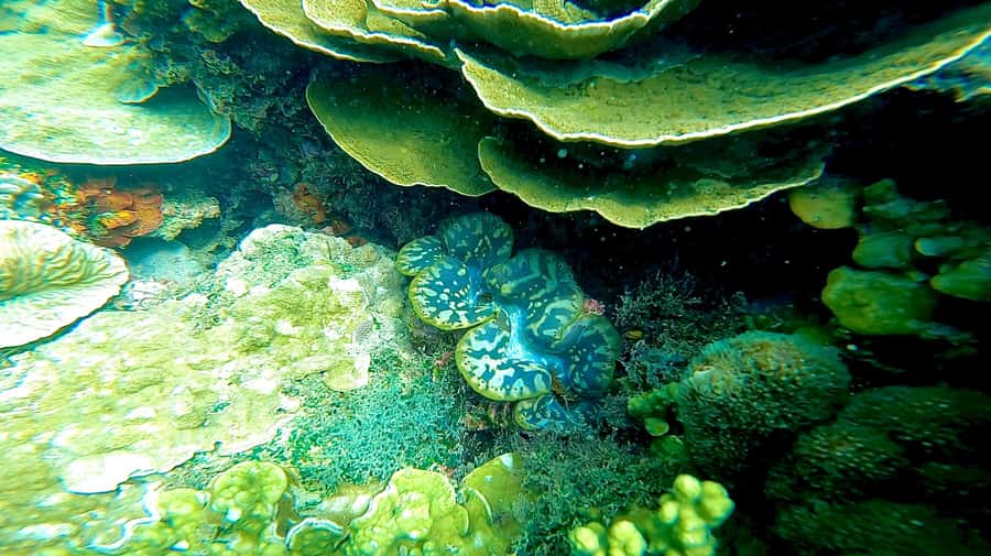 Magnetic Island: Snorkel Discovery Tour - Seasonal whale watching from July to September