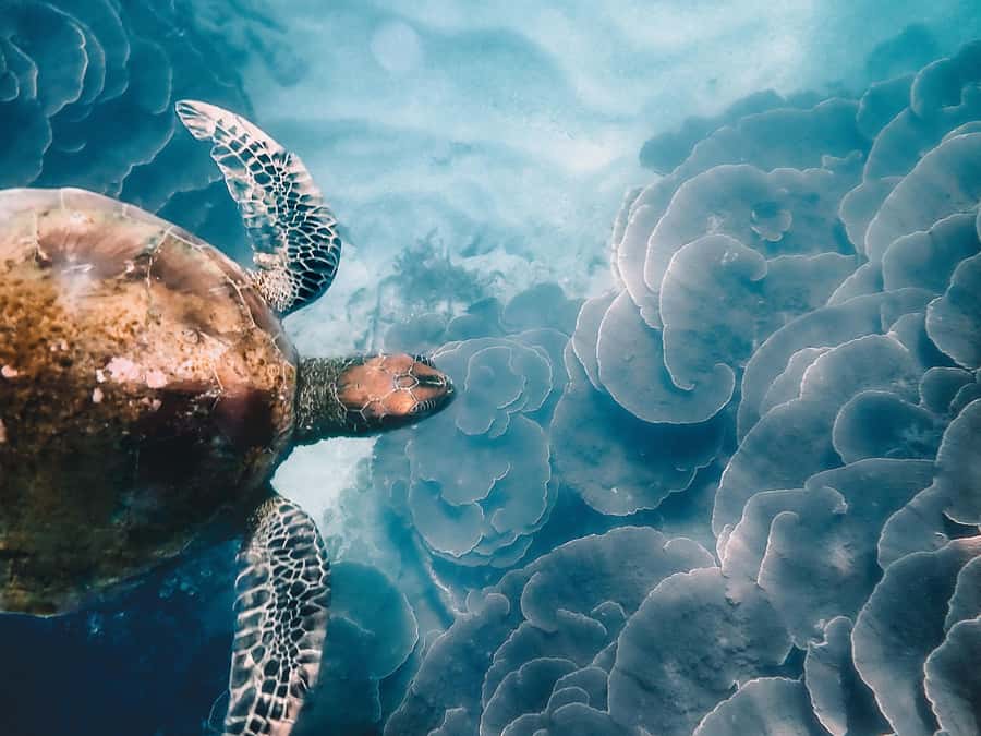Magnetic Island: Snorkel Discovery Tour - Who will get the most from this tour
