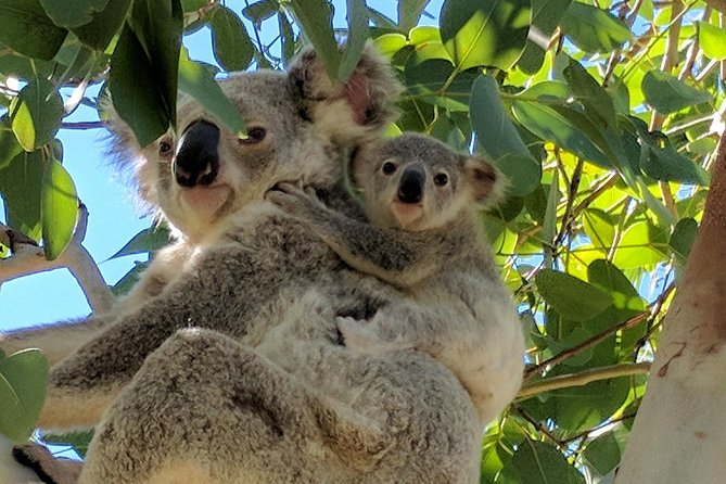 Magnetic Island Tour: Maggie Comprehensive - Arcadia, Aquasearch, and the return route