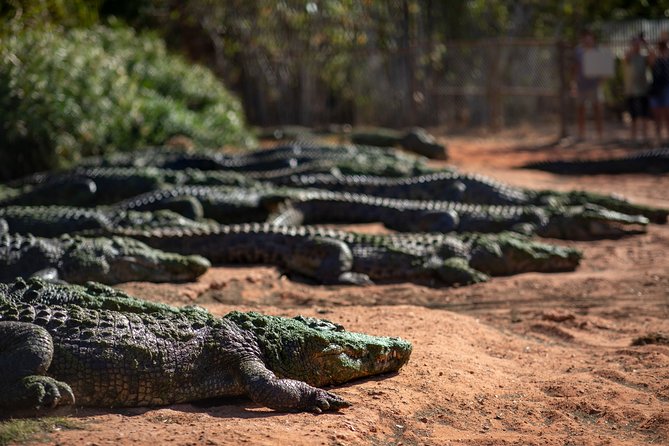 Malcolm Douglas Crocodile Park Tour Including Transportation - Key points to know before booking
