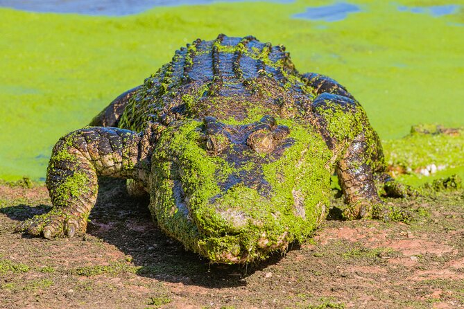 Malcolm Douglas Crocodile Park Tour Including Transportation - Feeding time brings the park to life