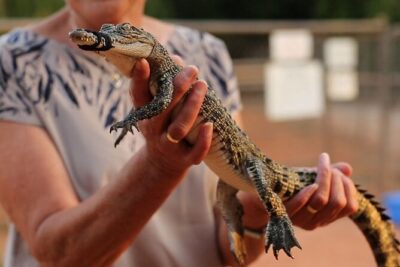 Malcolm Douglas Crocodile Park Tour Including Transportation