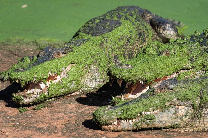 Malcolm Douglas Crocodile Park Tour Including Transportation - How long you really need