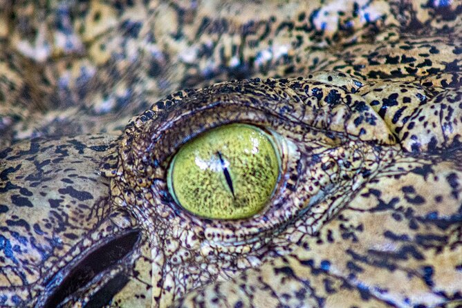 Malcolm Douglas Crocodile Park Tour Including Transportation - Who will enjoy this Broome activity most?