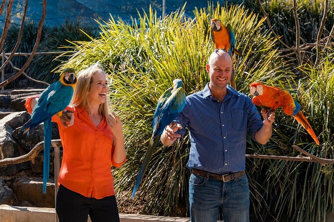 Maleny Botanic Gardens Bird Aviary Experience Ticket - Why the bird encounter is the star attraction
