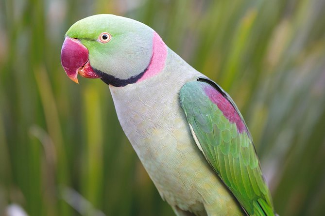 Maleny Botanic Gardens Bird Aviary Experience Ticket - Farm animals and the children’s side of the visit