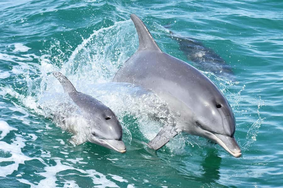 Mandurah: Dolphin and Views Cruise - Key points at a glance