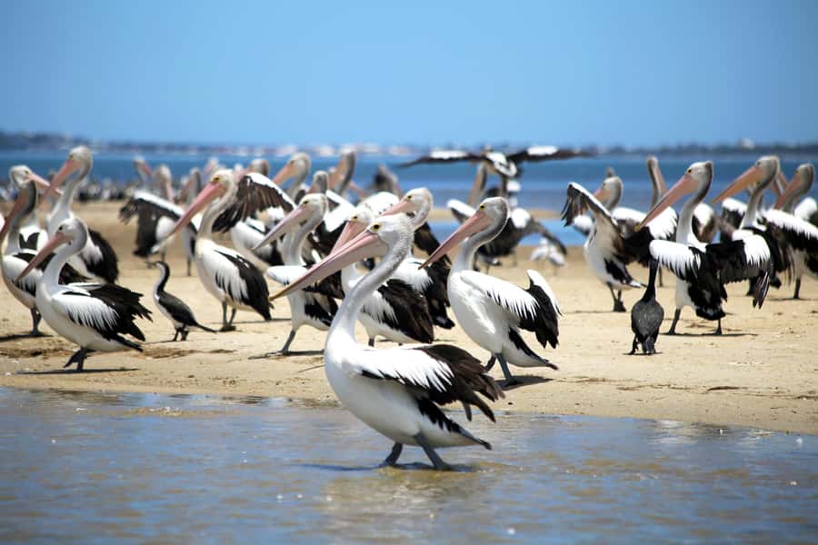 Mandurah: Dolphin and Views Cruise - Who will enjoy this Mandurah cruise most?