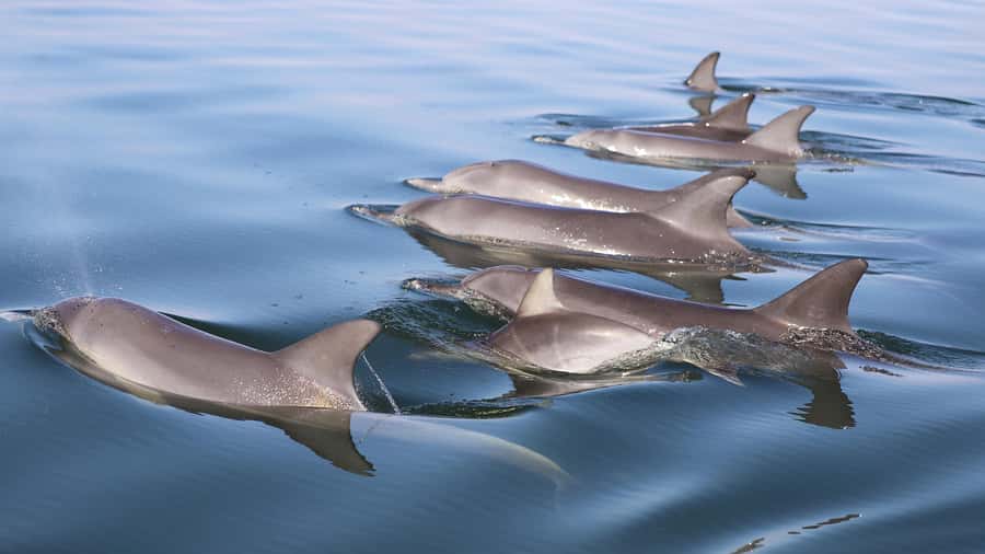 Mandurah: Dolphin and Views Cruise - Wetlands, birds, and a slower side of the estuary