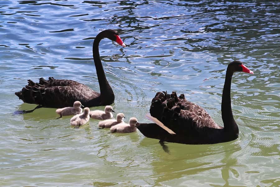 Mandurah: Dolphin and Views Cruise - Is $31 good value for 75 minutes?