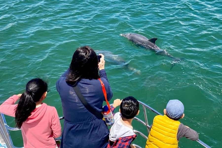 Mandurah: Dolphin and Views Cruise - Comfort, weather, and access details