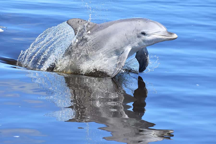 Mandurah: Dolphin & Giant Sightseeing Cruise - Mandurah’s canals and luxury homes