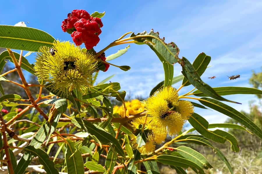Mandurah: Murray River Lunch Cruise - Should you book the Mandurah Murray River Lunch Cruise?