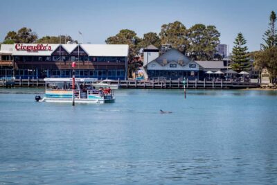 Mandurah: Sightseeing Dolphin Cruise with Tour Guide
