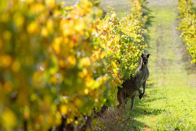 Margaret River 3 Day Escape - Day 3: Coffee, cellar doors, and a relaxed finish
