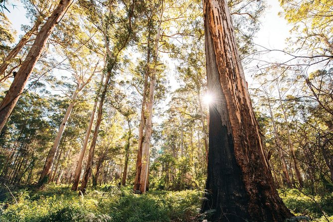 Margaret River 3 Day Escape - Day 2: Caves, karri forest, and the Cape Leeuwin coast