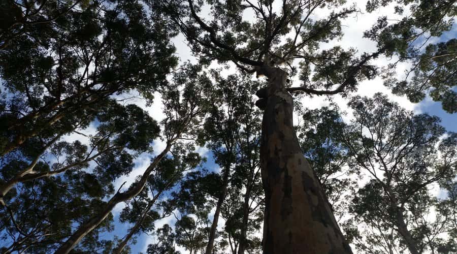 Margaret River and Busselton Jetty: Day Trip from Perth - Who gets the best value from the $176 price