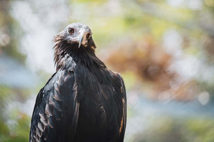 Margaret River: Birds of Prey Encounter and Forest Walk - Key points to know before you go