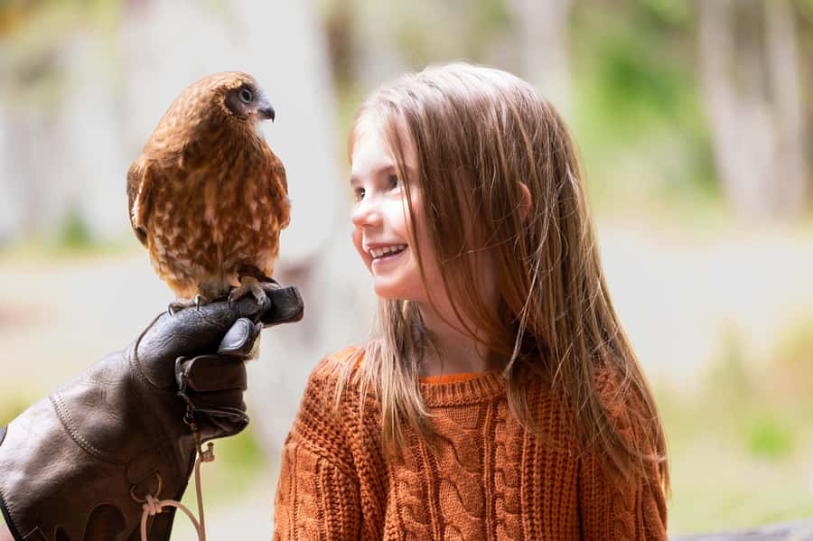 Margaret River: Birds of Prey Encounter and Forest Walk - A close look at Margaret River’s raptor centre