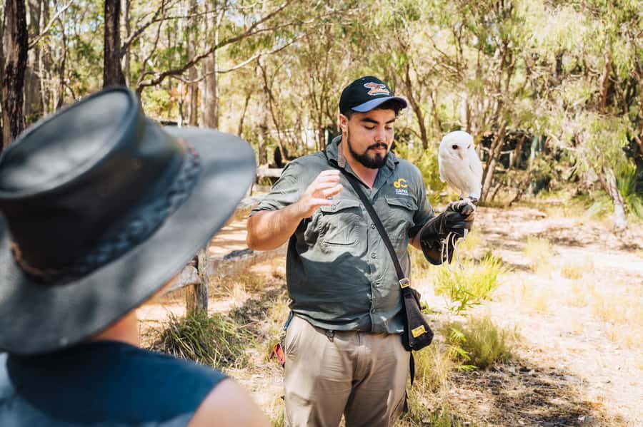 Margaret River: Birds of Prey Encounter and Forest Walk - The bird of prey encounter and flying display