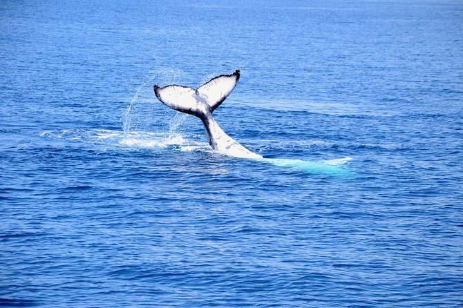 Margaret River Coastal and Wildlife Eco Trip from Busselton or Dunsborough - Why the small group changes the experience