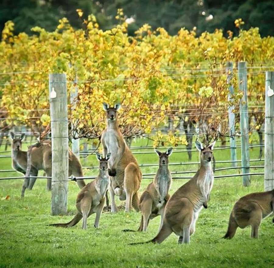 Margaret River: Full-Day Wine Tour - Key points at a glance