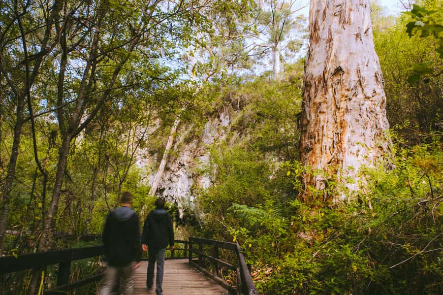 Margaret River: Self-Guided Audio Tour of Mammoth Cave - Finishing through Marri forest