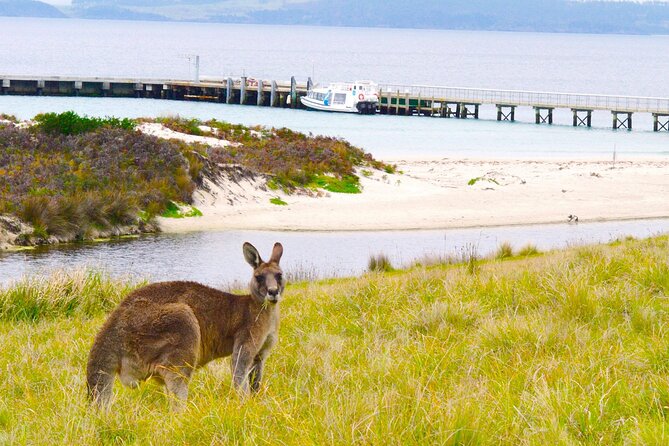 Maria Island Cruise and Guided Walk Day Tour with Lunch and Drinks - Morning tea in a sheltered bay