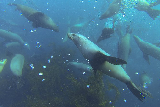 Maria Island Cruise and Guided Walk Day Tour with Lunch and Drinks - The crew makes a real difference