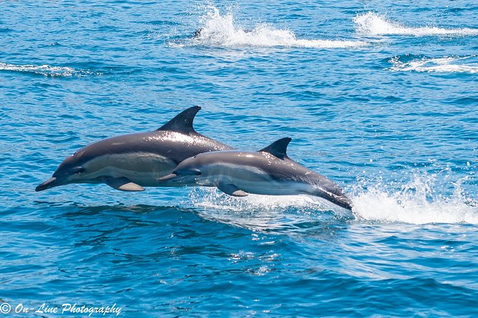 Maria Island Cruise and Guided Walk Day Tour with Lunch and Drinks - Six hours around Maria Island’s coast