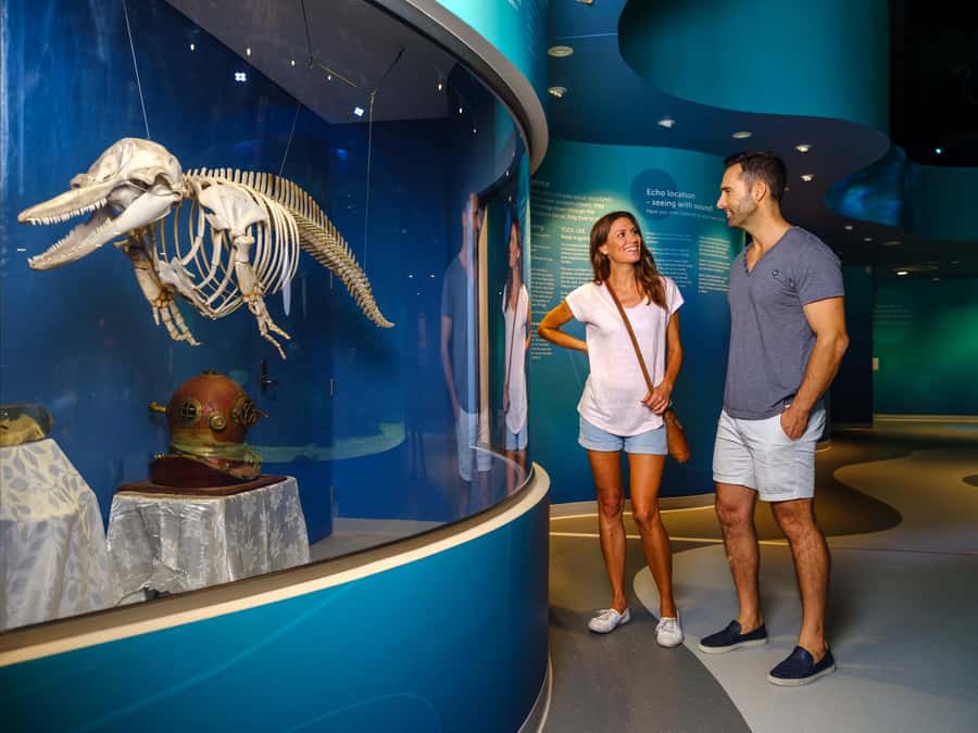 Marine Discovery Centre - Catch the 360-degree Digital Dolphinarium