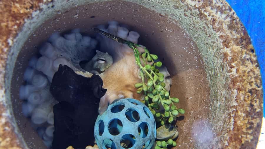 Marine Discovery Centre - What the conservation message means in practice