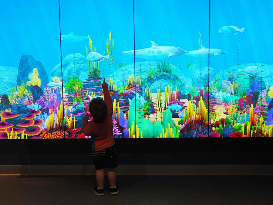Marine Discovery Centre - Follow Koombana Bay from river to reef