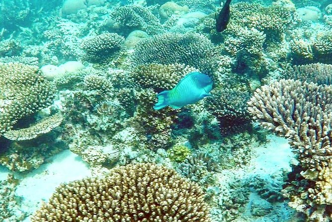 Marine Eco Safari - Swim with Manta Rays - Key points to know before you book
