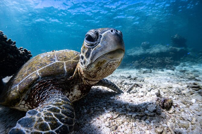 Marine Eco Safari - Swim with Manta Rays - A full day on Ningaloo Reef, not just a manta-ray chase