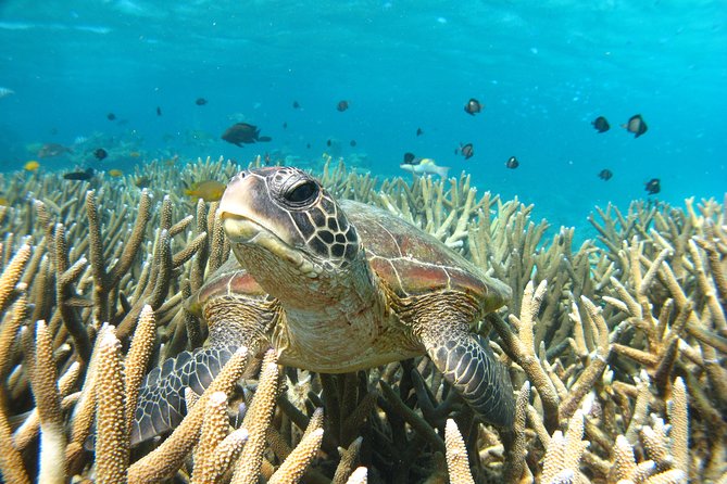 Marine Eco Safari - Swim with Manta Rays - What is included at the $466 price