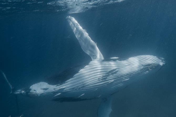 Marine Eco Safari - Swim with Manta Rays - Wind, cold, and the realities of open water